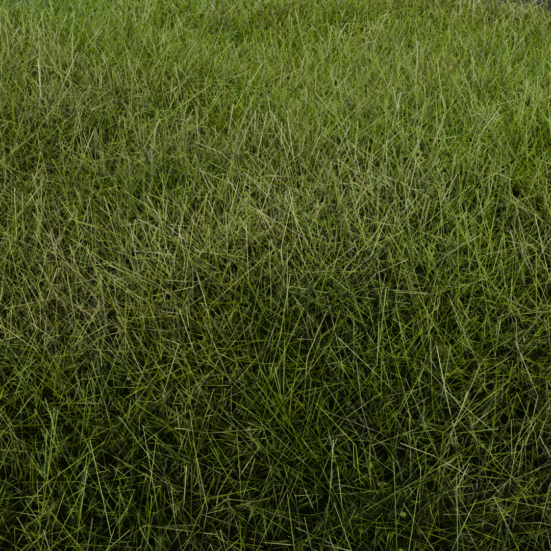Grass - Blender